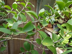 Hydnophytum formicarum