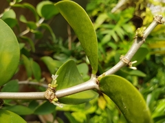 Hydnophytum formicarum