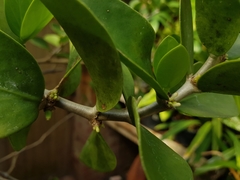 Hydnophytum formicarum