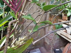 Hydnophytum formicarum