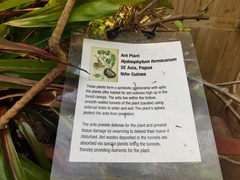 Hydnophytum formicarum