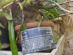 Hydnophytum formicarum