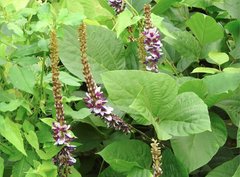 Pueraria montana lobata