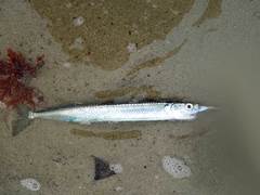 Hyporhamphus ihi