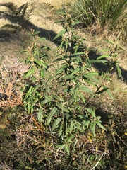 Olearia stellulata