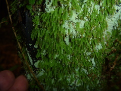 Hymenodon pilifer