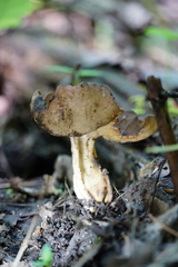 Helvella solitaria
