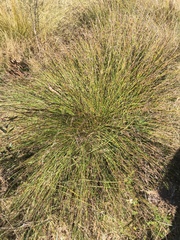 Eurychorda complanata