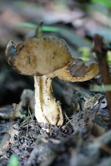 Helvella solitaria