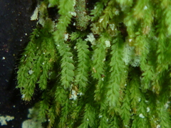 Hymenodon pilifer