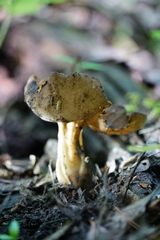 Helvella solitaria