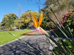 Strelitzia juncea