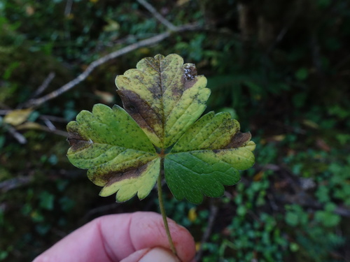 Diplocarpon earlianum, 2025-06-06