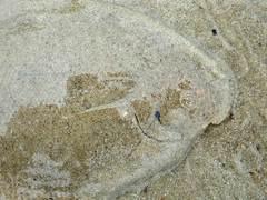 Speckled Sole photo 3