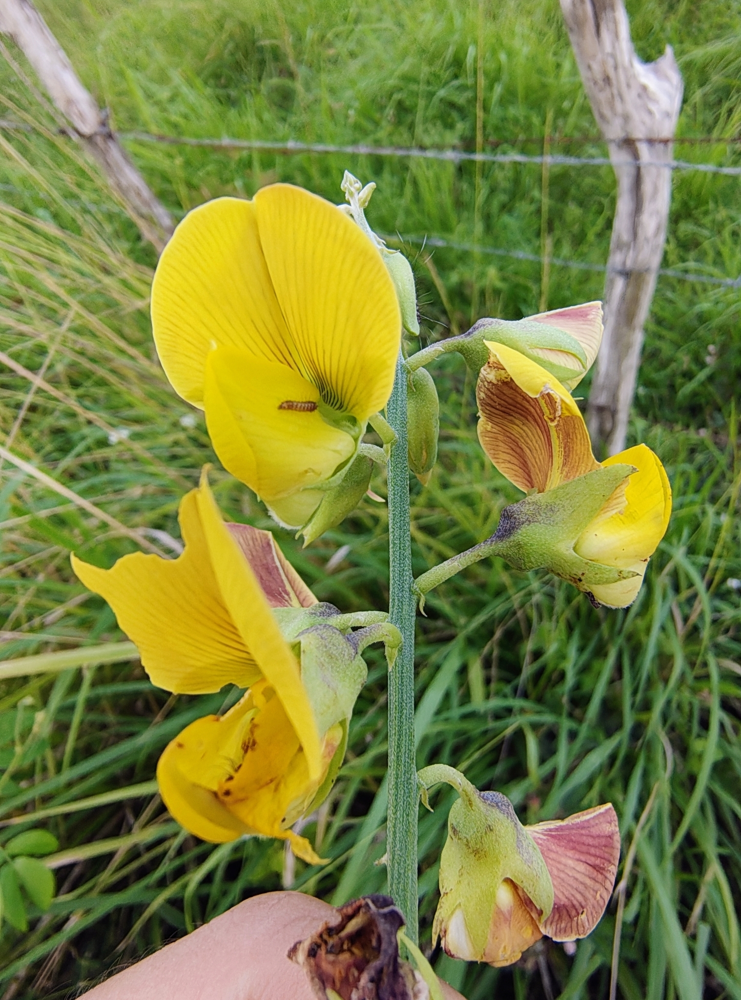 Crotalaria retusa