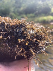 Podostemum ceratophyllum