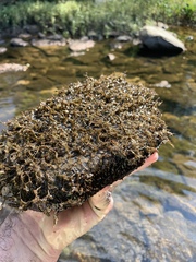 Podostemum ceratophyllum