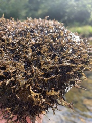 Podostemum ceratophyllum