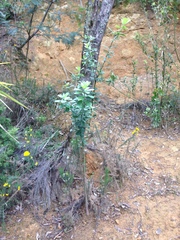 Callistachys lanceolata