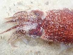 Sepioloidea pacifica