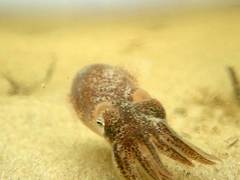 Sepioloidea pacifica
