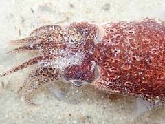 Sepioloidea pacifica