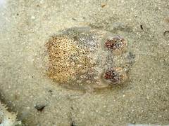 Sepioloidea pacifica