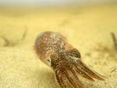 Sepioloidea pacifica