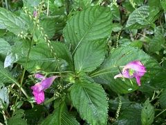 Impatiens textorii