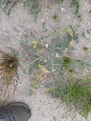 Capnophyllum africanum
