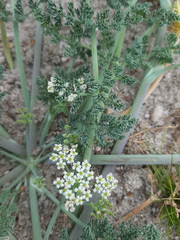 Capnophyllum africanum