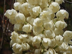 Yucca schottii