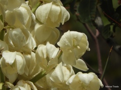 Yucca schottii