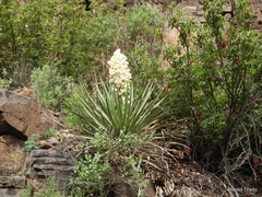 Yucca schottii