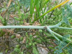Capnophyllum africanum