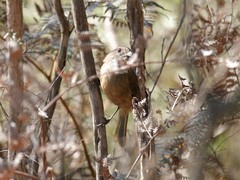 Pachycephala olivacea