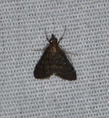Steniodes declivalis