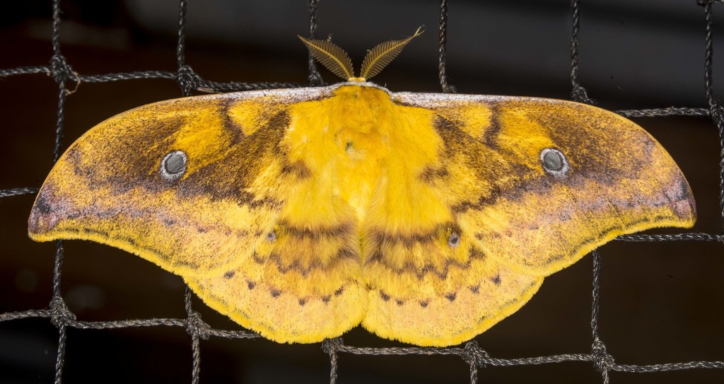 Syntherata janetta