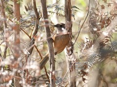 Pachycephala olivacea