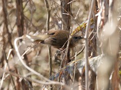 Pachycephala olivacea