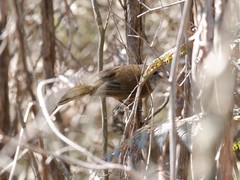Pachycephala olivacea