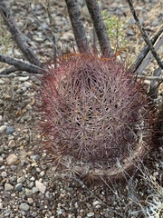 Echinomastus erectocentrus erectocentrus