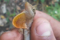 Anolis gaigei
