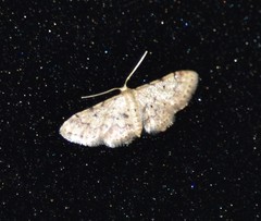 Idaea pervertipennis