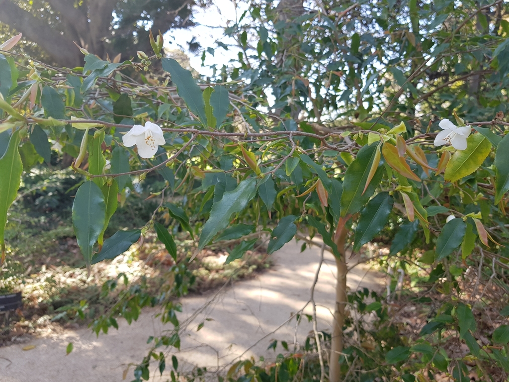 Chè rừng – Camellia forrestii