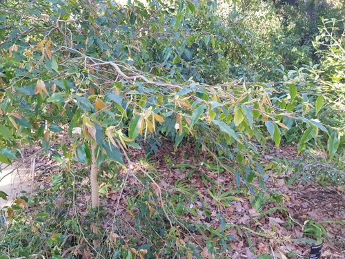 Camellia forrestii, photograph 1