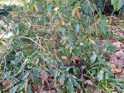 Camellia forrestii, photograph 2