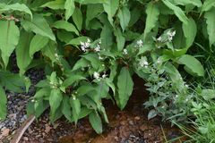 Koenigia polystachya
