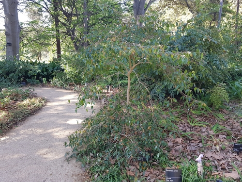 Camellia forrestii, photograph 3