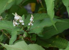 Koenigia polystachya